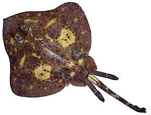 Image of Butterfly Skate