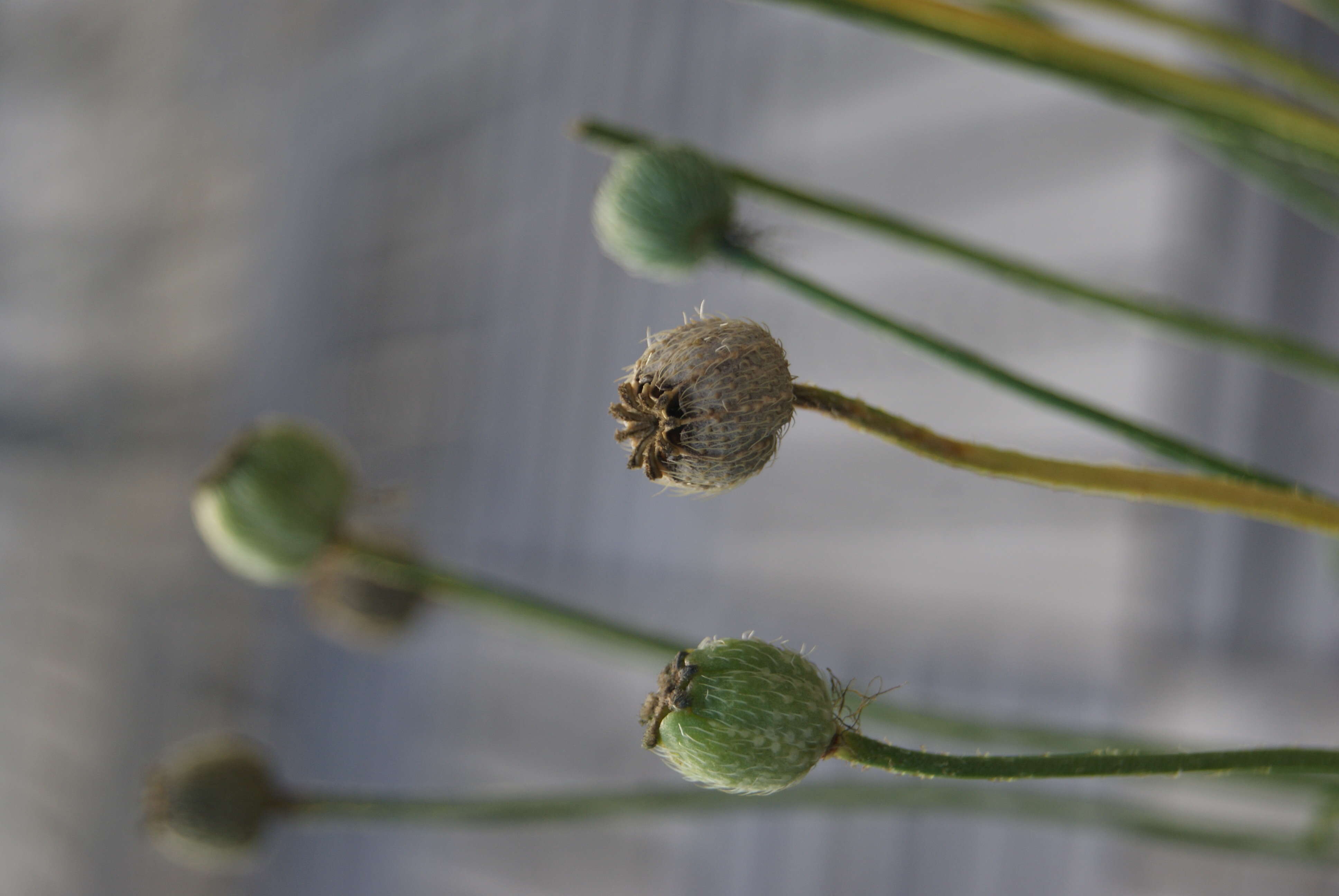 Image of Iceland Poppy