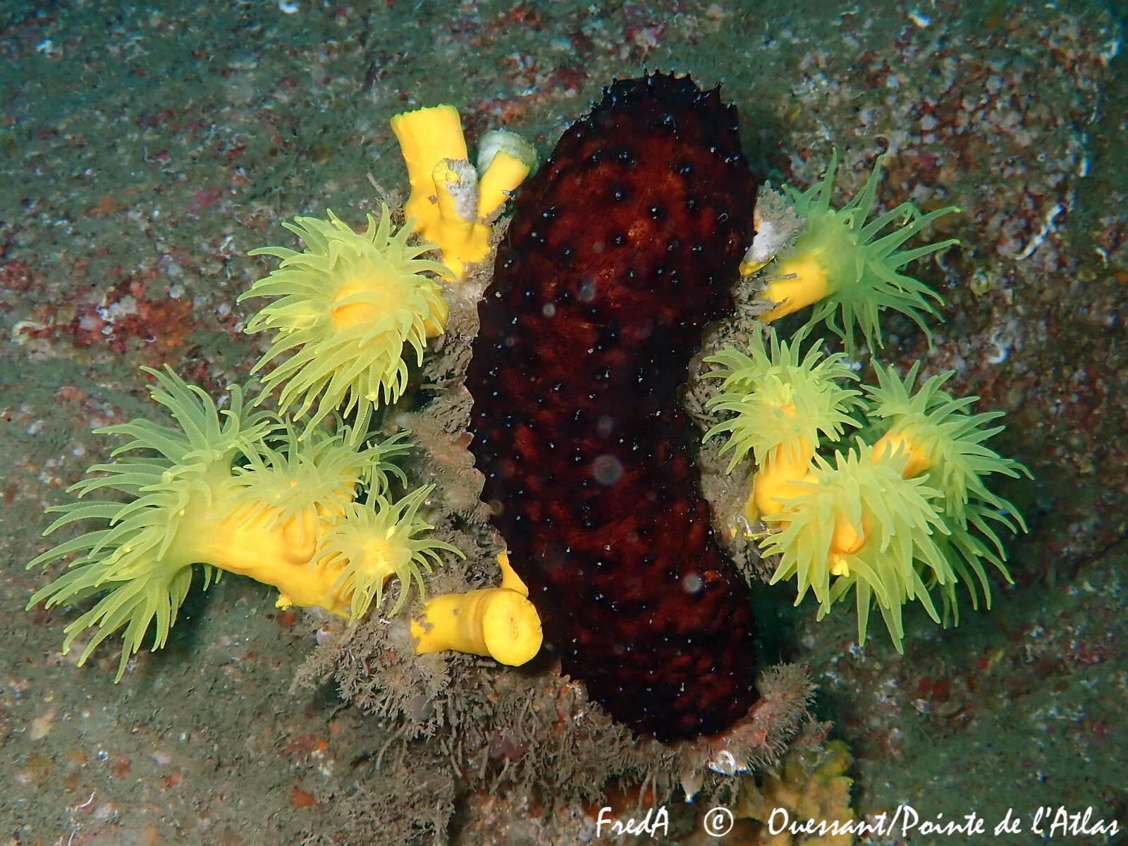 Image of yellow tree coral