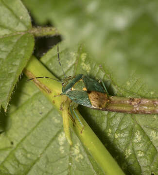 Image of <i>Ditomotarsus punctiventris</i>