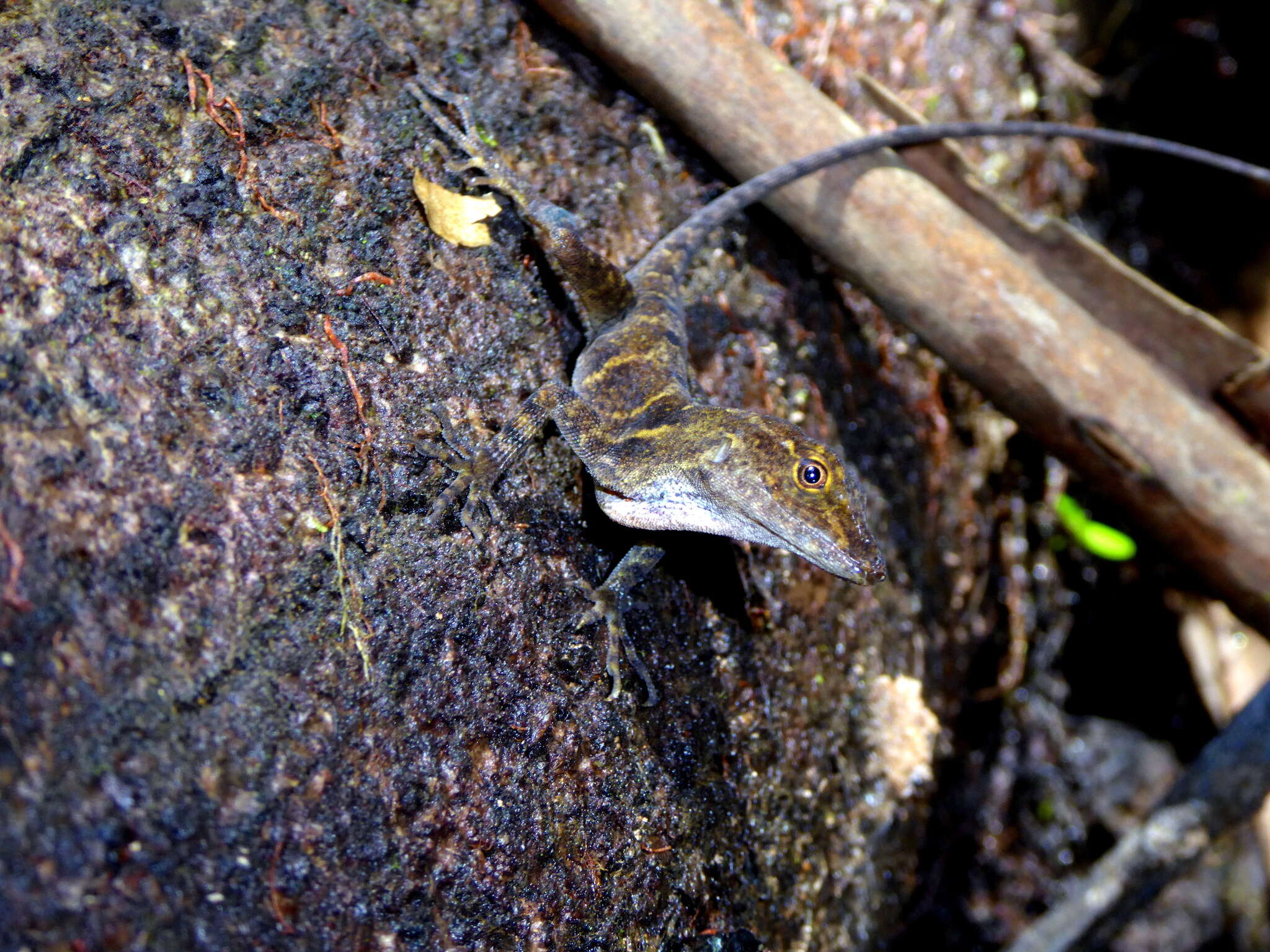 Image of Stuart's Anole