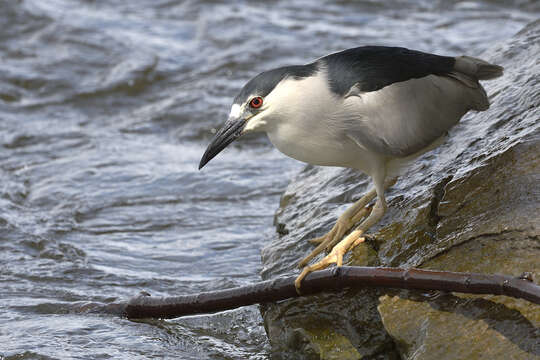 Image of Night Herons