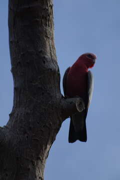 Eolophus roseicapilla roseicapilla (Vieillot 1817) resmi