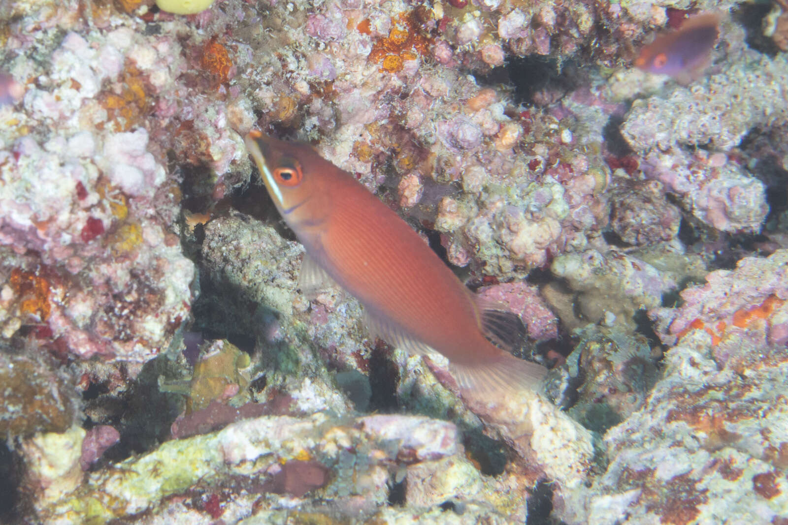 Image of Disappearing wrasse