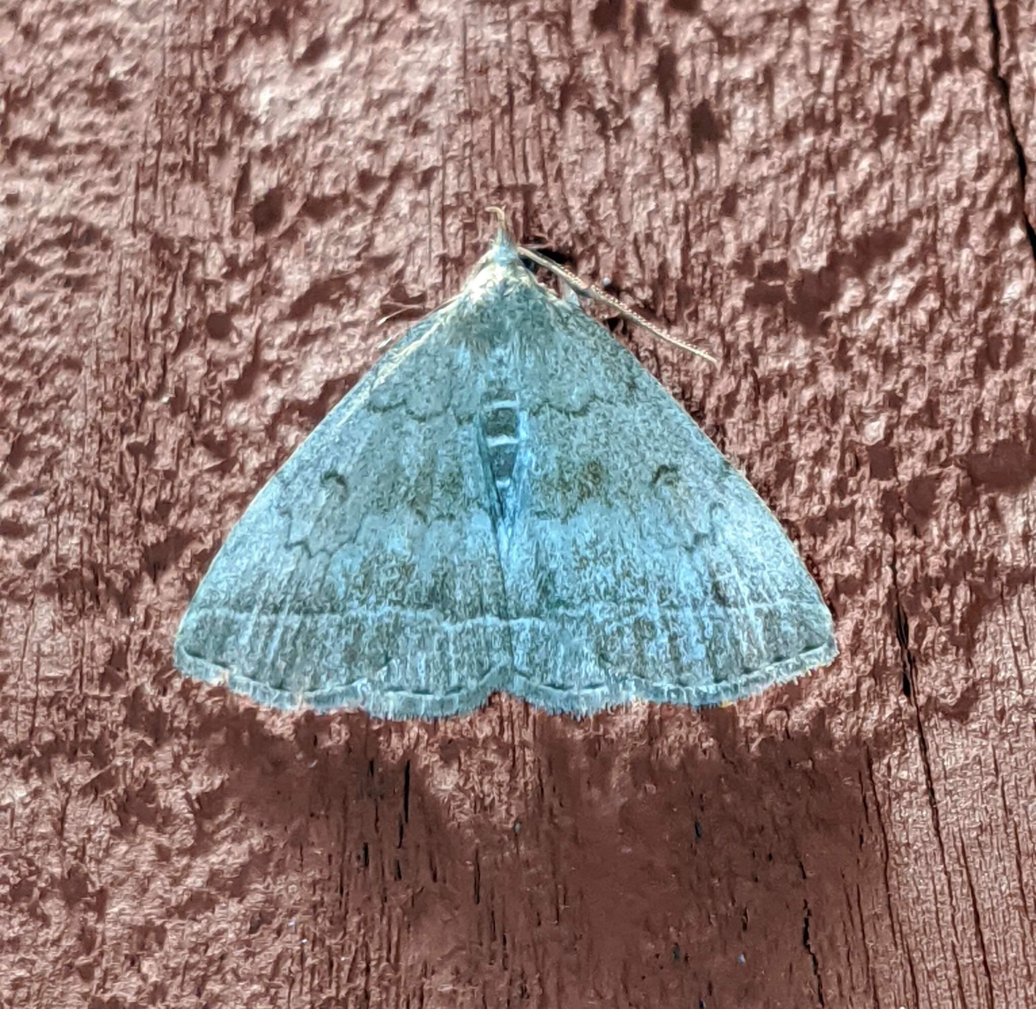 Image of Wavy-lined Zanclognatha