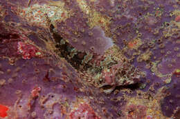 Image of New Zealand Scaly-headed Triplefin