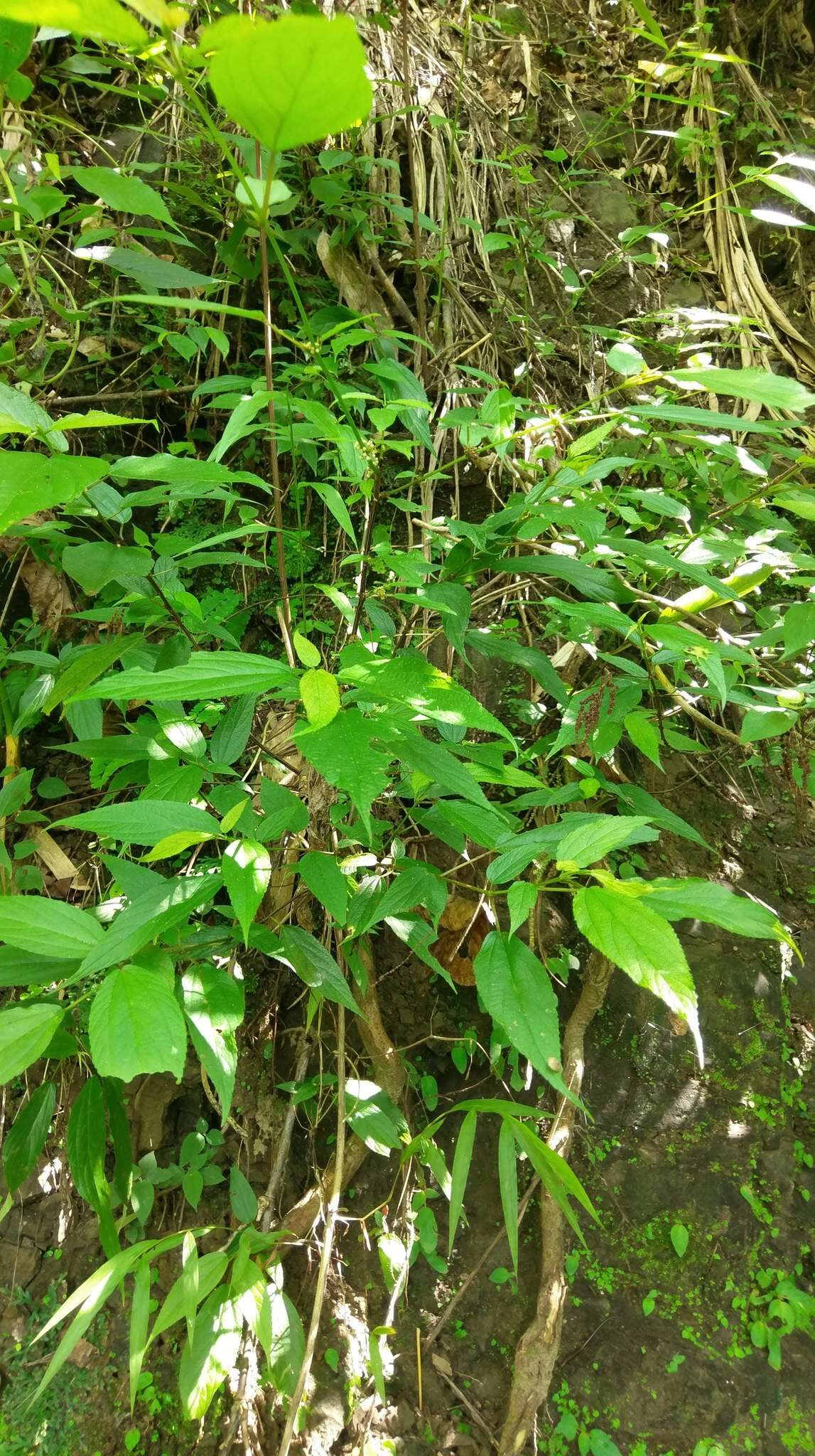 Image of Boehmeria zollingeriana var. podocarpa (W. T. Wang) W. T. Wang & C. J. Chen