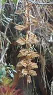 Image of Tillandsia eizii L. B. Sm.