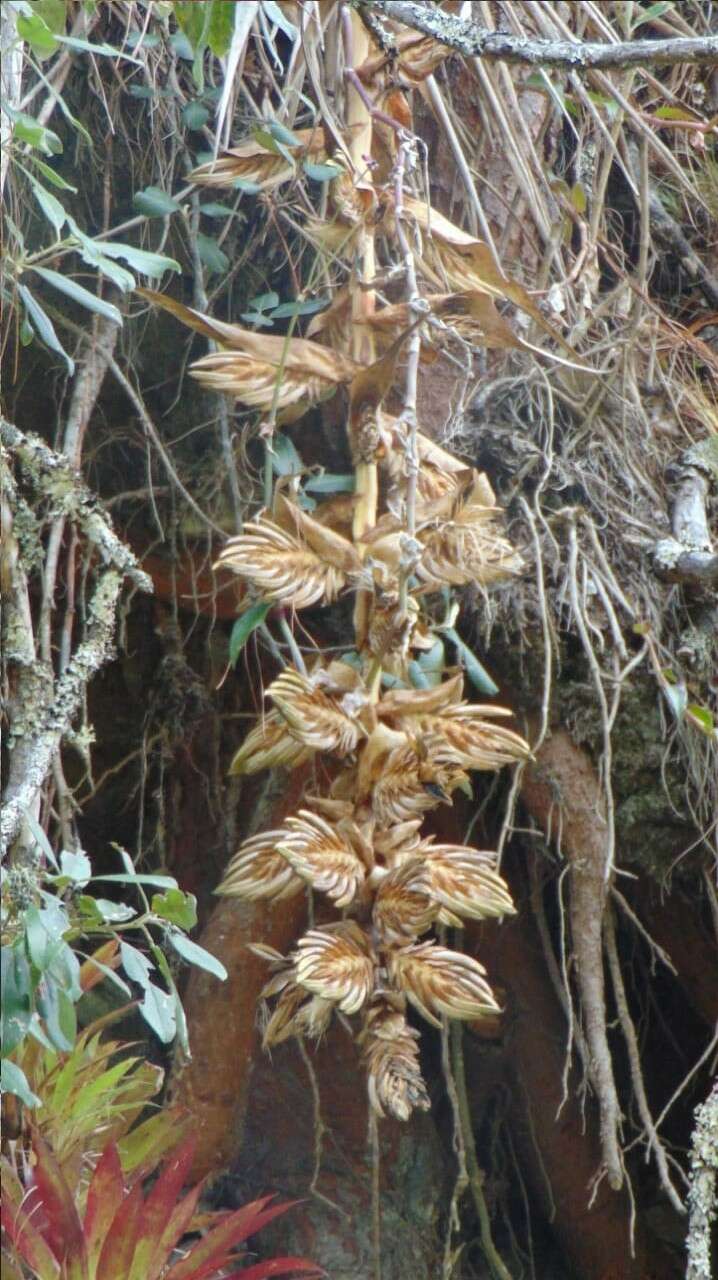 Imagem de Tillandsia eizii L. B. Sm.