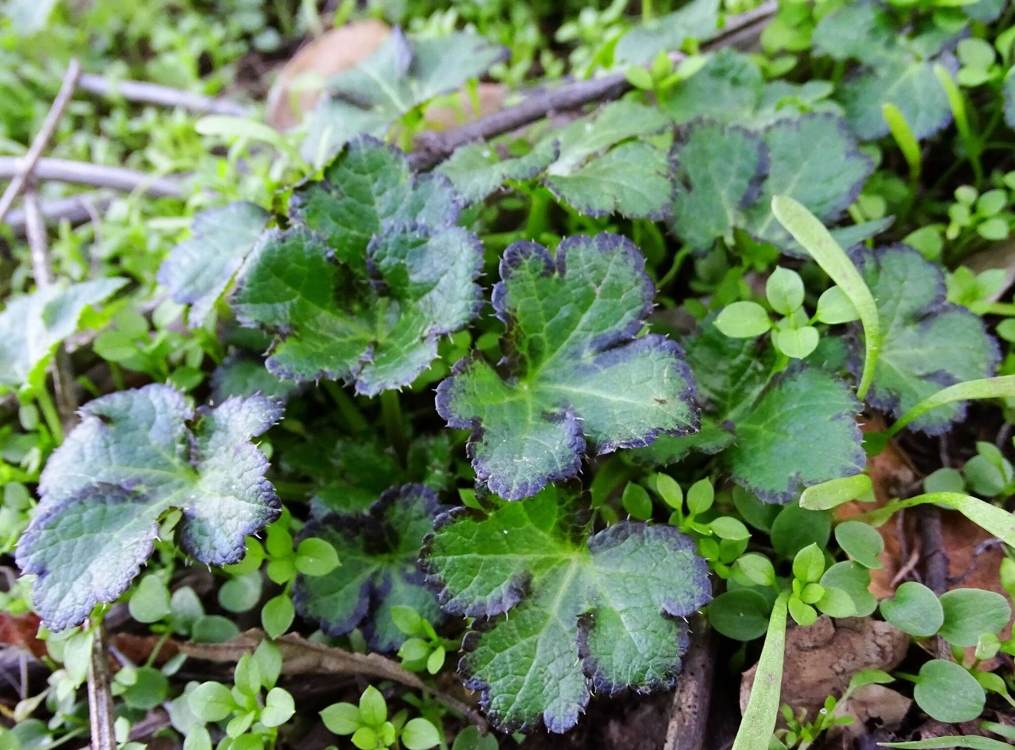 Image of Pacific blacksnakeroot