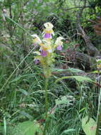 Image of Edmonton hempnettle