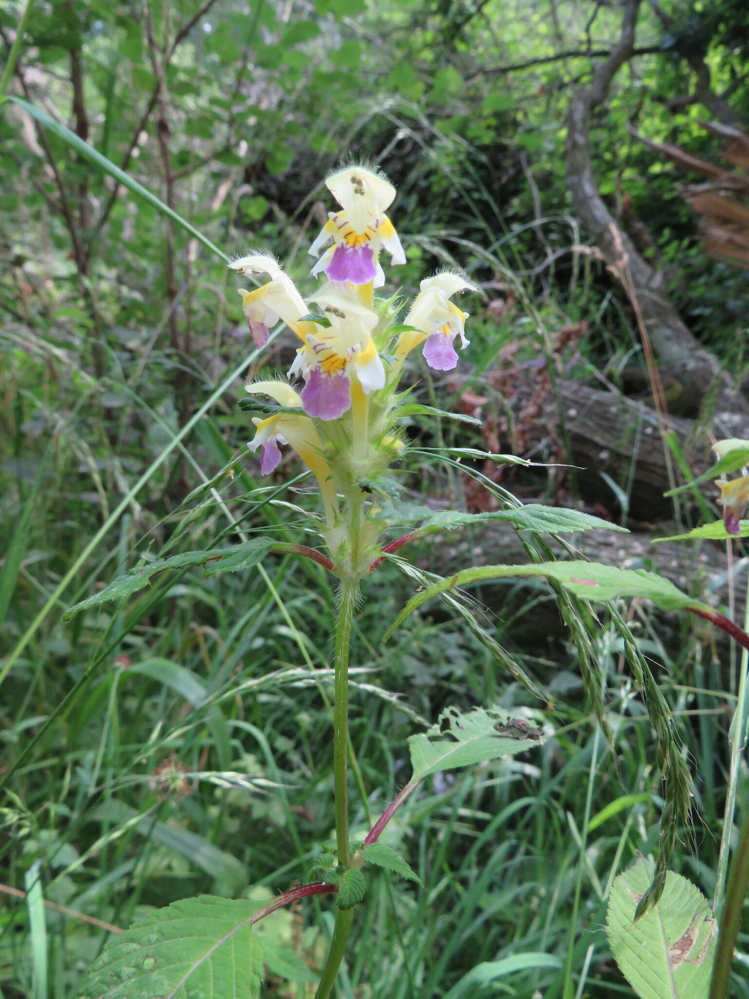 Image of Edmonton hempnettle