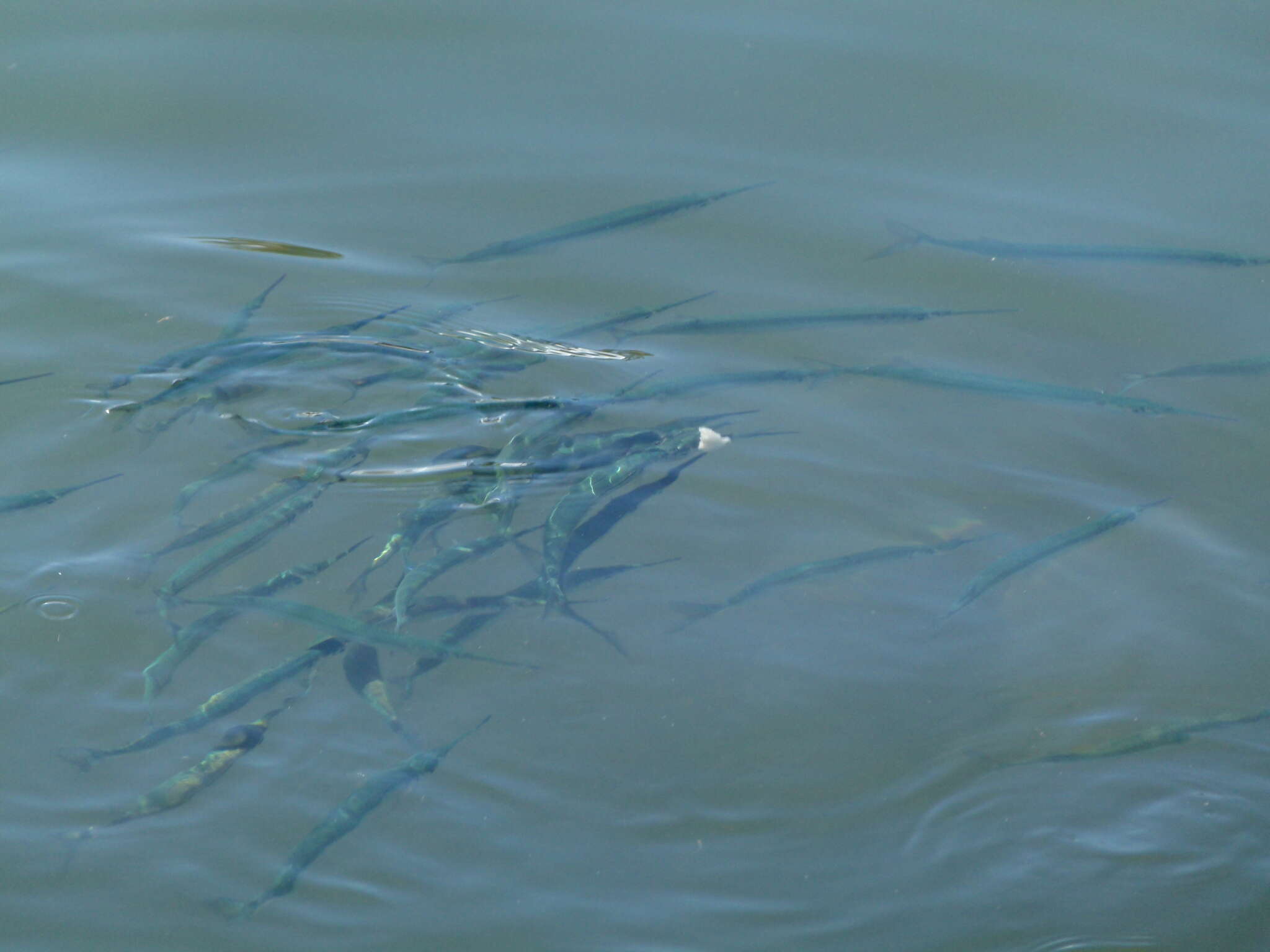 Image of Acute halfbeak