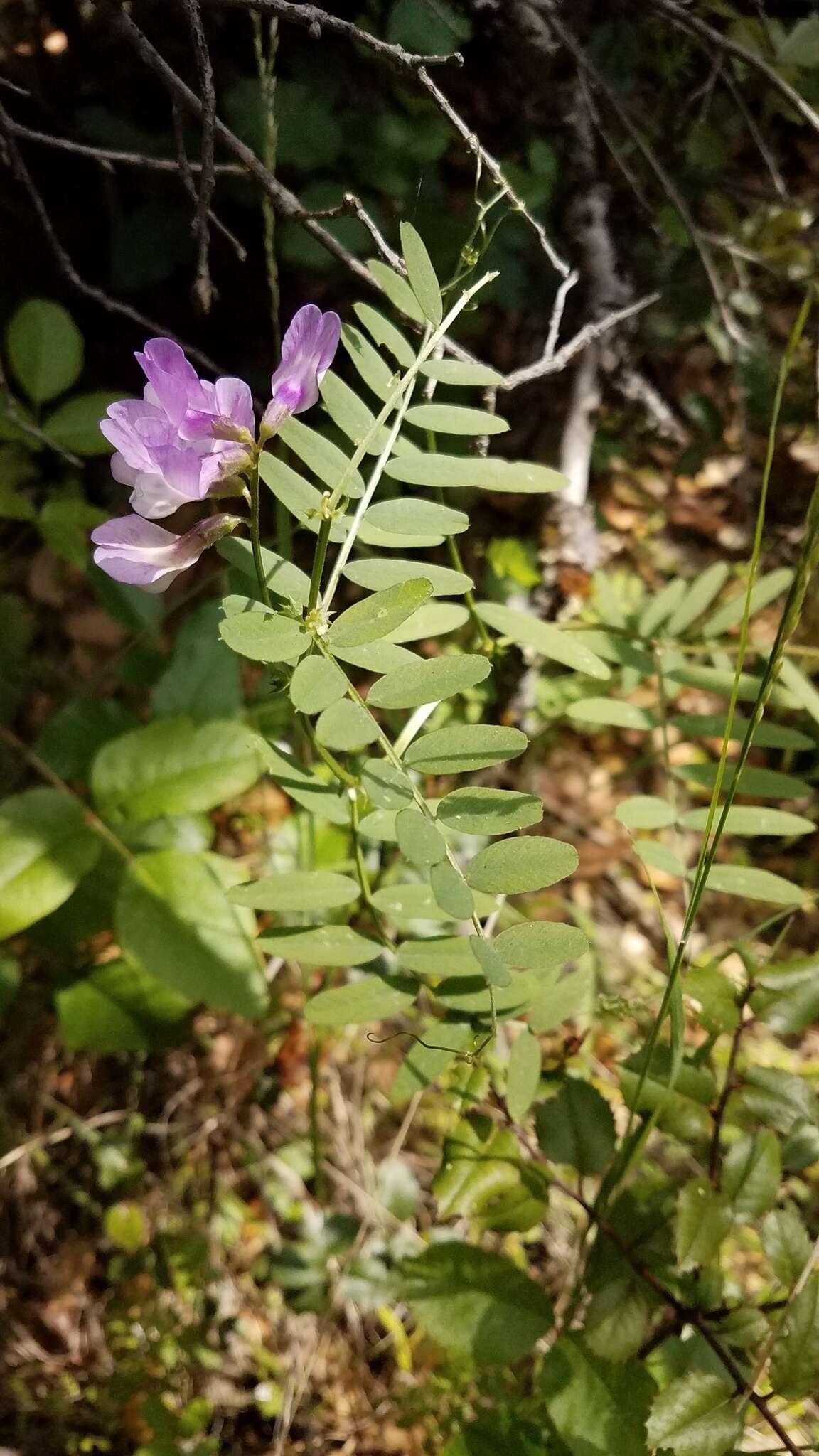 Sivun Lathyrus jepsonii subsp. californicus (S. Watson) C. L. Hitchc. kuva