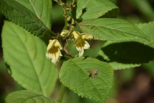 Image of jewelweed