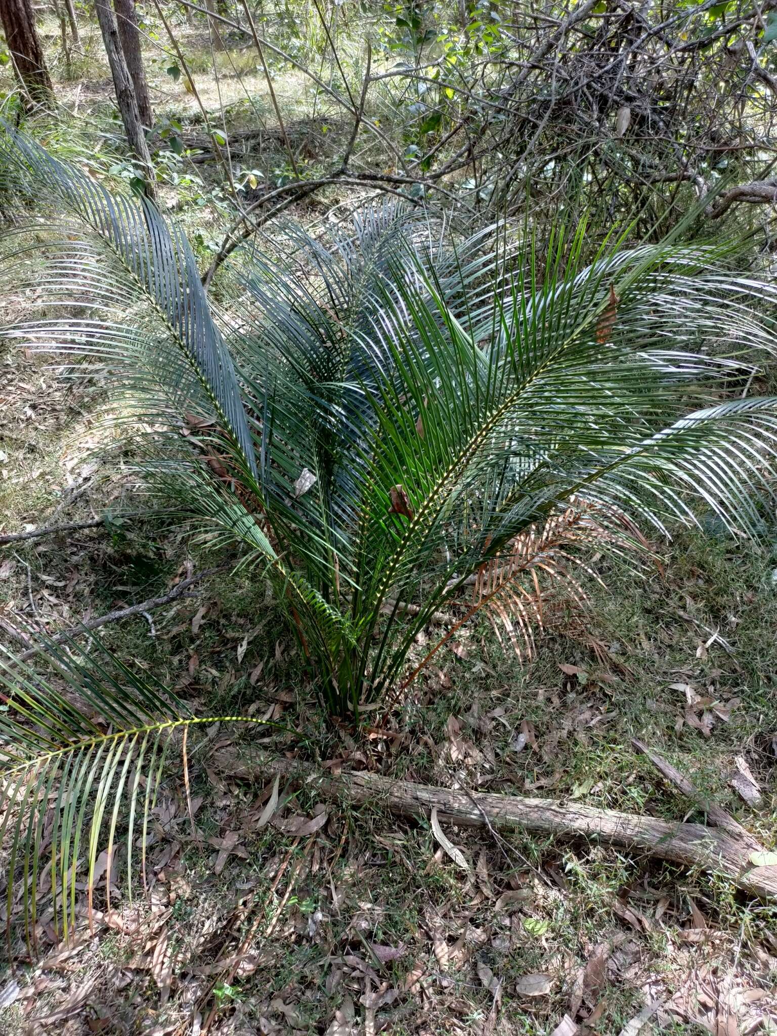 Image of Macrozamia mountperriensis F. M. Bailey