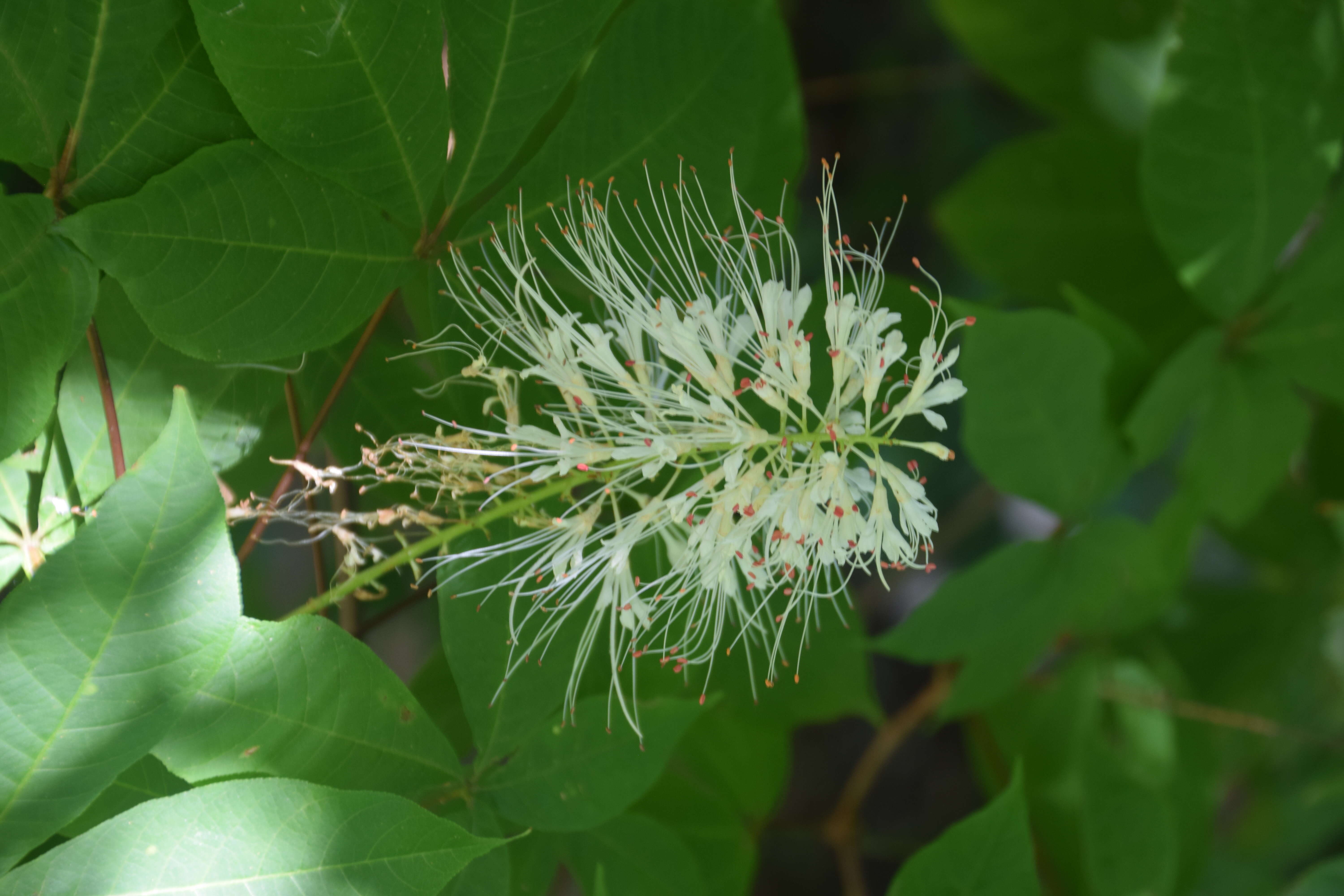 Imagem de Aesculus parviflora Walt.