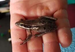 Image de Litoria adelaidensis (Gray 1841)