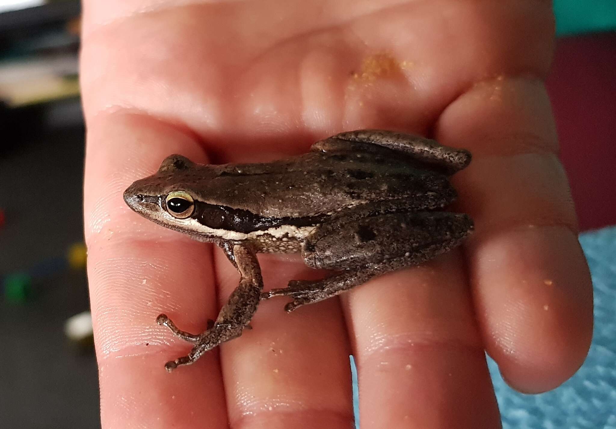 Image de Litoria adelaidensis (Gray 1841)