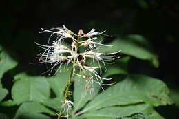 Imagem de Aesculus parviflora Walt.