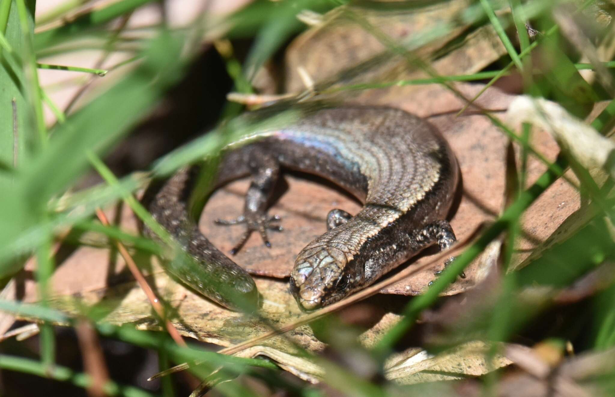 Image of Southern Forest Cool-skink