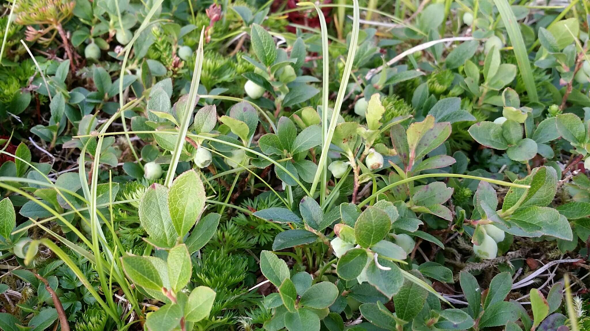 Image of dwarf bilberry