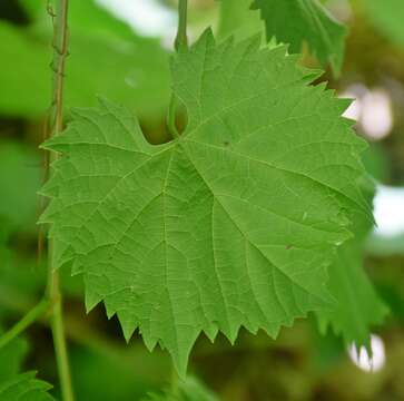 Image of July grape