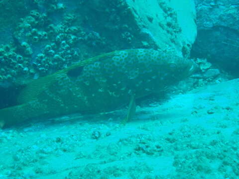 Epinephelus akaara (Temminck & Schlegel 1842) resmi