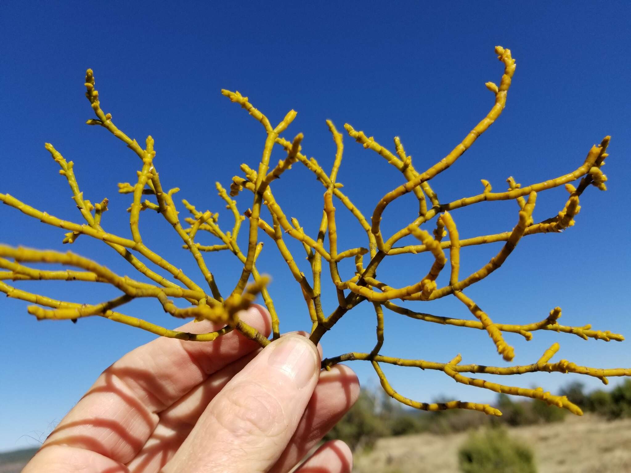 Image of juniper mistletoe