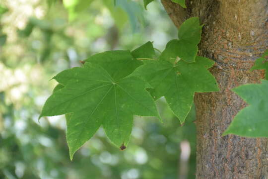 Image of castor aralia