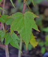 Image de Malvaviscus arboreus Cav.