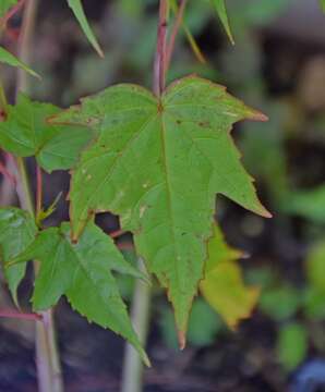 Image of wax mallow