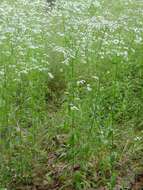 Image of eastern daisy fleabane