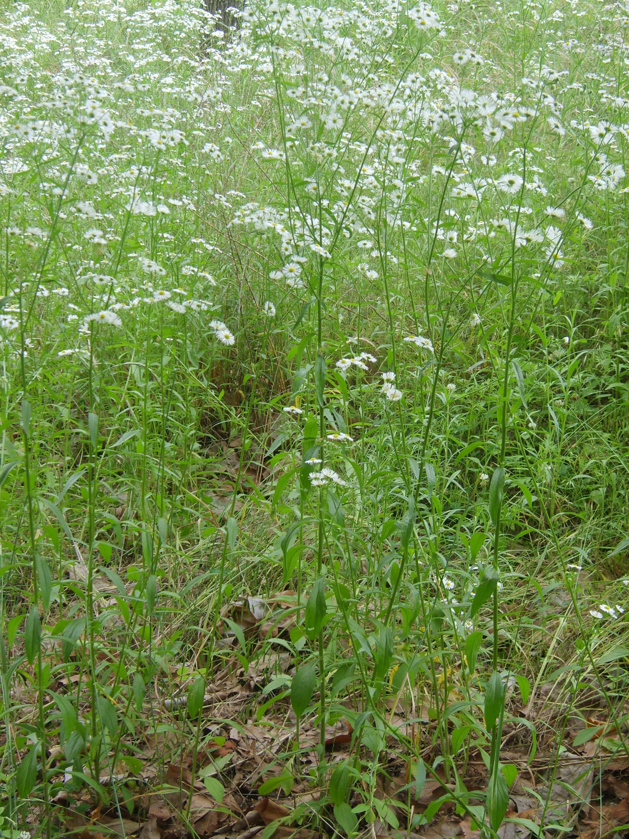 Image of eastern daisy fleabane