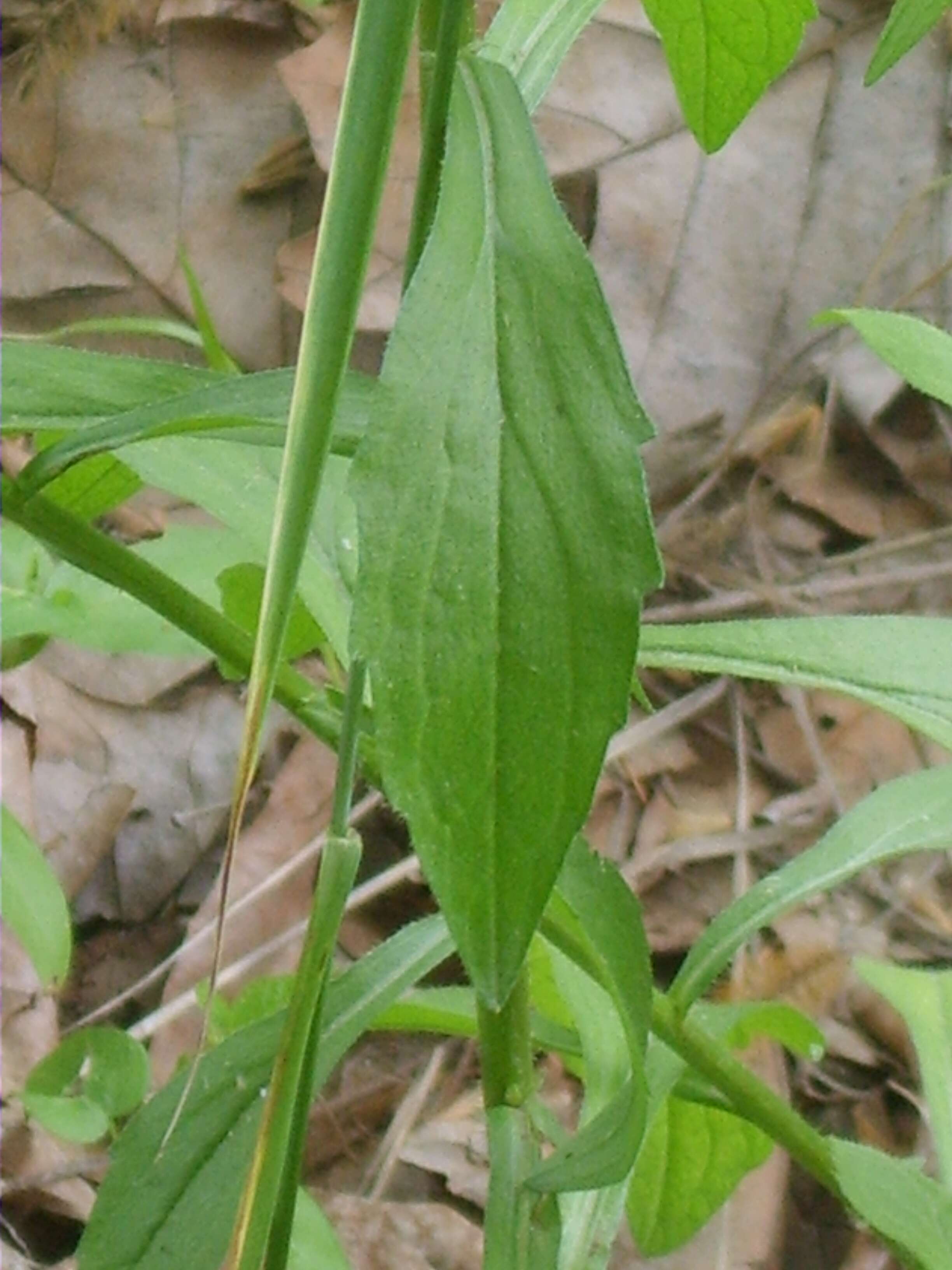 Image of eastern daisy fleabane