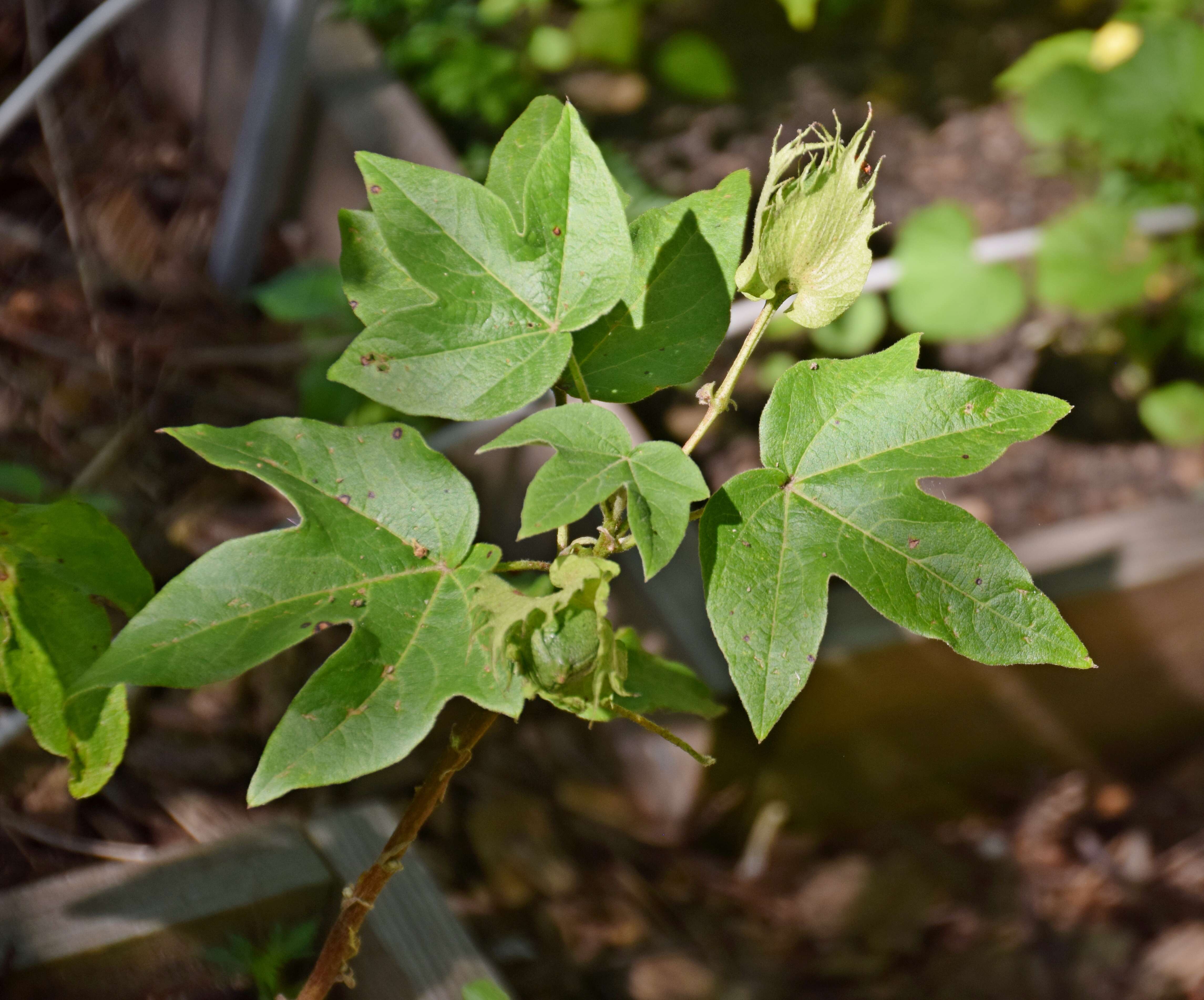 Imagem de Gossypium arboreum L.