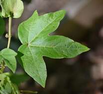 Imagem de Gossypium arboreum L.