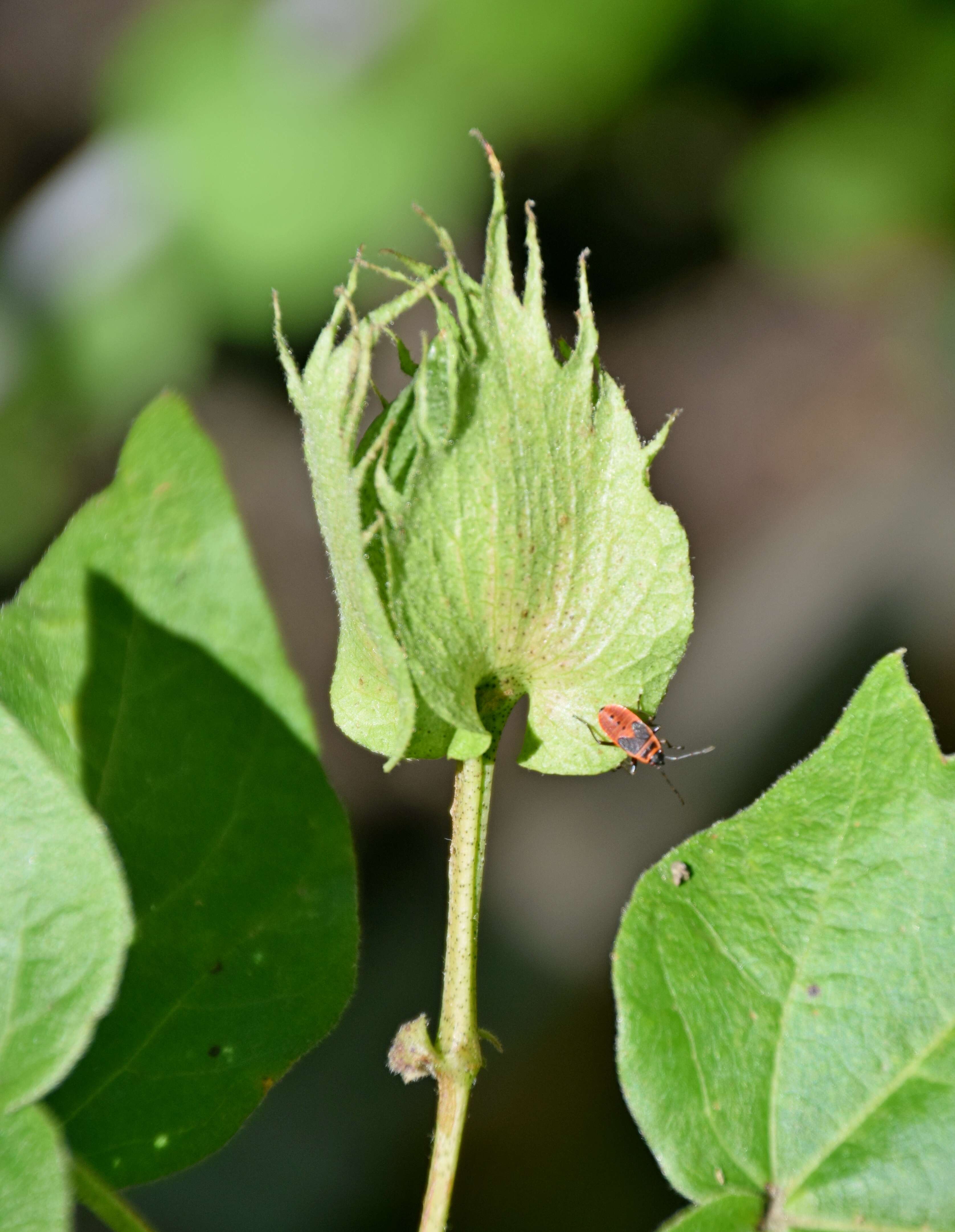 Imagem de Gossypium arboreum L.