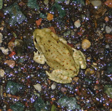 Image of Colorado River Toad Sonoran Desert Toad