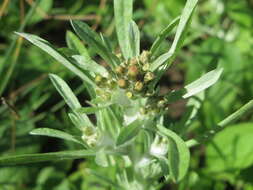 Image of Low cudweed