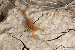 Image of Arizona Bark Scorpion