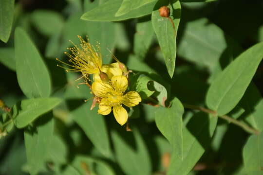 Image of Hypericum hircinum L.