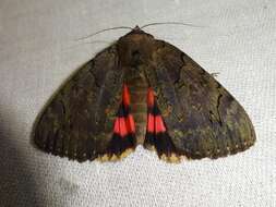 Image of Darling Underwing