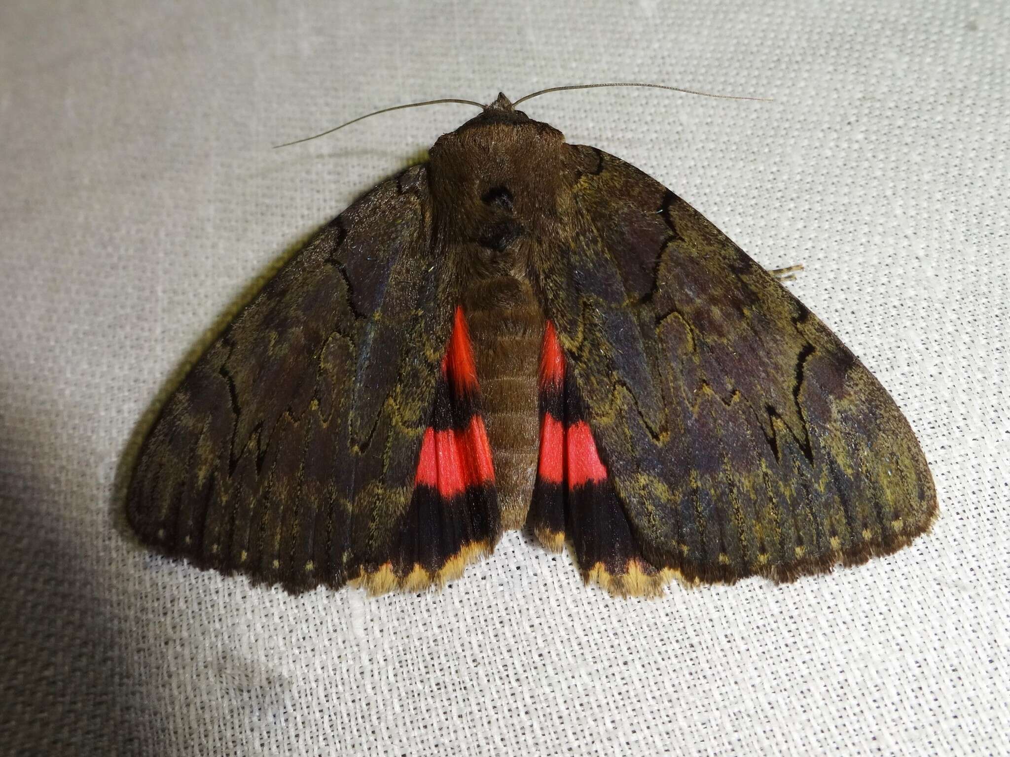 Image of Darling Underwing