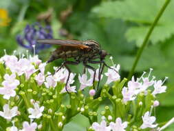 Image of Empis tessellata Fabricius 1794