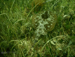 Image of Yellow Stingray