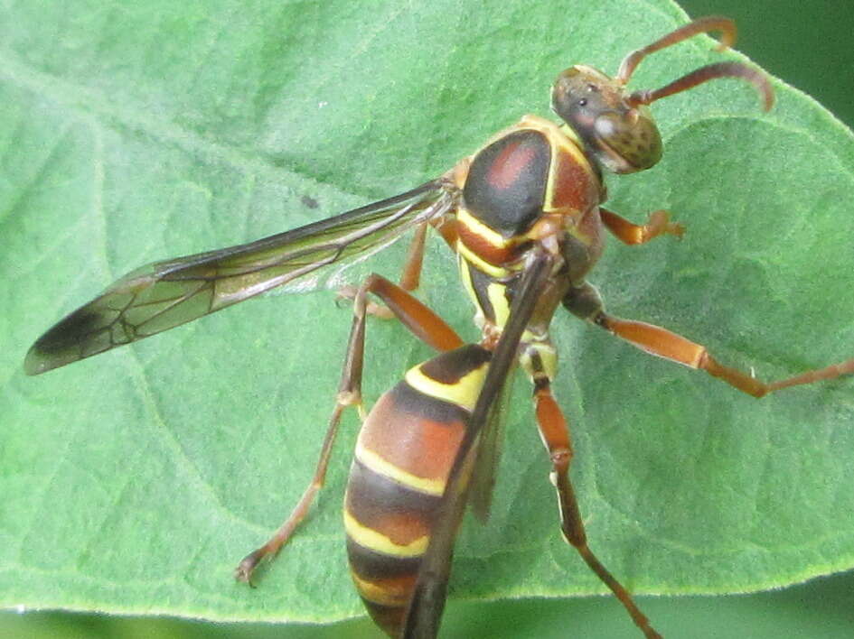 Image of Polistes stigma (Fabricius 1793)