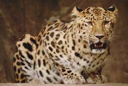 Image of Amur leopard