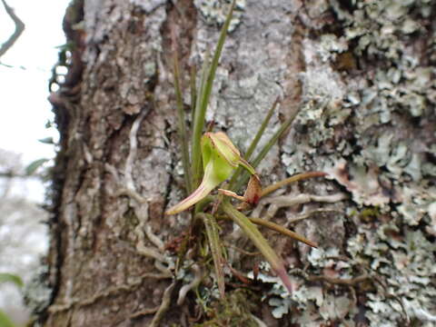 Imagem de Holcoglossum quasipinifolium (Hayata) Schltr.