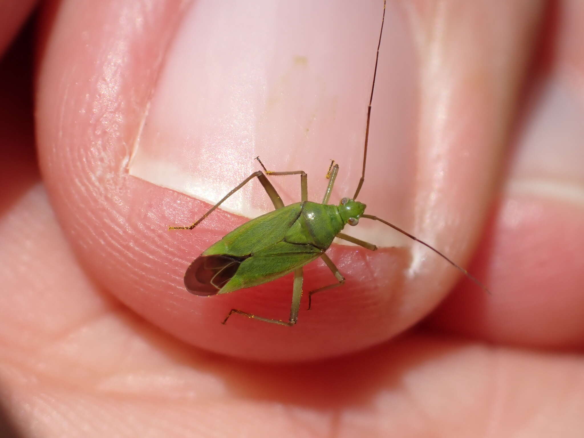 Image de Calocoris affinis (Herrich-Schaeffer 1835)